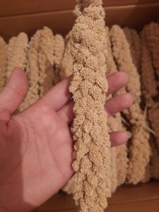 ارزن خوشه ای