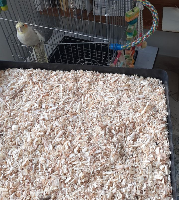 چیپس چوب (پوشال مخصوص طوطی)