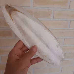 کف دریا